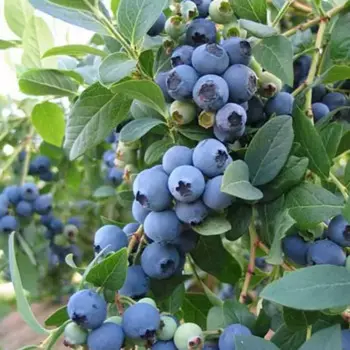 Голубика садовая Эллиот 13 h20 см