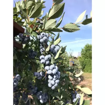 Голубика садовая Эллиот 9 h20 см