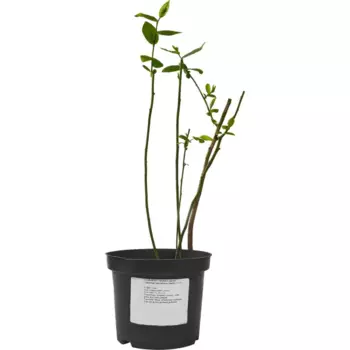 Голубика Спартан 15 h35 см