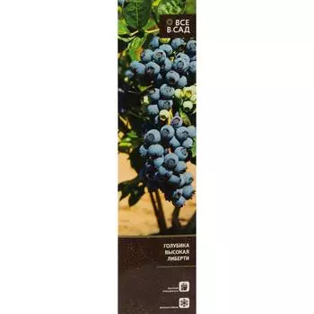 Голубика высокая Либерти в тубе