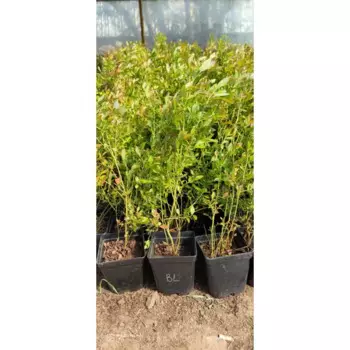 Голубика высокорослая 25 h30 - 50 см