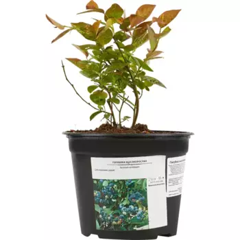 Голубика высокорослая Блюголд 17 h30 см