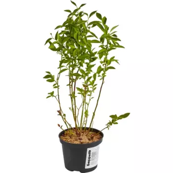 Голубика высокорослая Блюкроп 24 h50 см