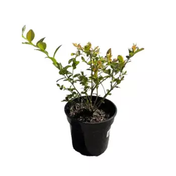 Голубика высокорослая Денис Блю h20 - 40 см