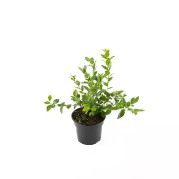 Голубика высокорослая Нортланд h30 - 50 см