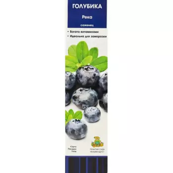 Голубика высокорослая Река короб h35 см