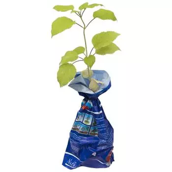 Гортензия Аннабель древовидная (тб 9х9)