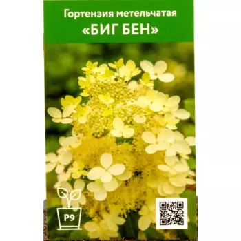 Гортензия Биг Бен 9 см h55 см