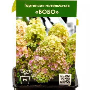 Гортензия Бобо 9 см h45 см