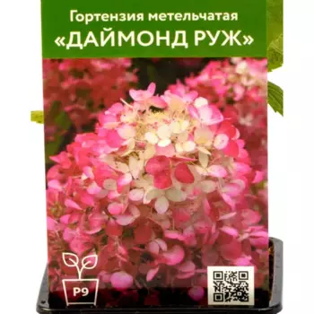 Гортензия Даймонд Руж 9 см h55 см