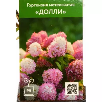 Гортензия Долли 9 см h55 см