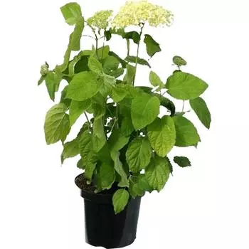 Гортензия древовидная Анабель С1.5