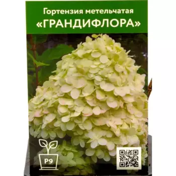 Гортензия Грандифлора 9 см h55 см