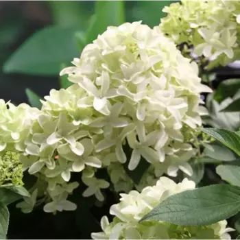 Гортензия Грейт Стар 9 h25 см