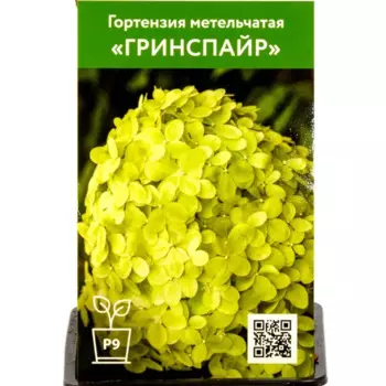 Гортензия Гринспайер 9 см h55 см