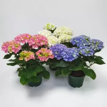 Гортензия крупнолистная микс 15 h35 - 40 см