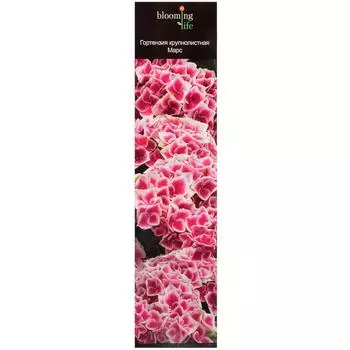 Гортензия крупнолистовая «Марс» (в тубе)