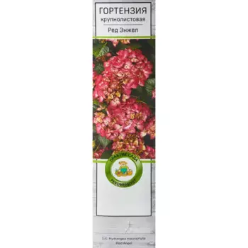 Гортензия крупнолистовая Ред Энжел h100 см