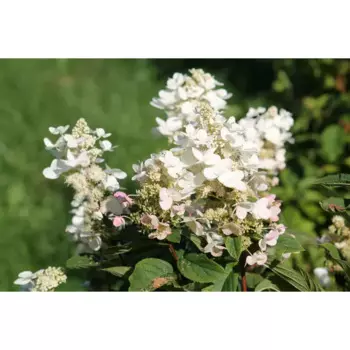 Гортензия Куишу С3 19 h30 - 40 см
