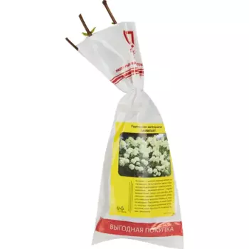 Гортензия Лаймлайт 9 h39 см