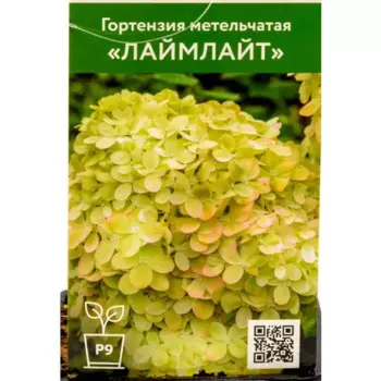 Гортензия Лаймлайт 9 см h55 см