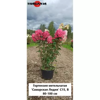 Гортензия метальчатая Самарская Лидия 30 h80 - 100 см