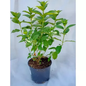 Гортензия метельчатая 19 h15 см