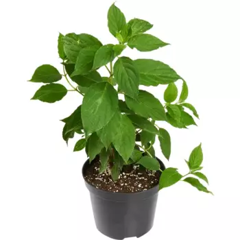 Гортензия метельчатая 19 h40 см