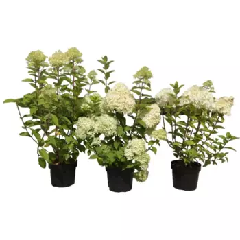 Гортензия метельчатая 21 h30 - 40 см