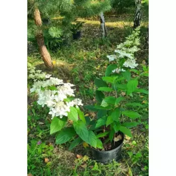 Гортензия метельчатая 22 h60 - 70 см