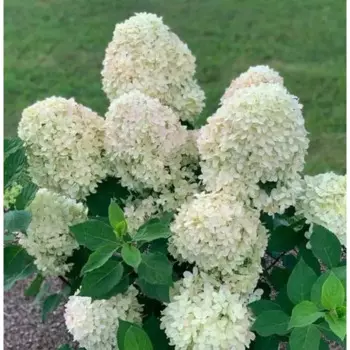 Гортензия метельчатая 30 h120 см