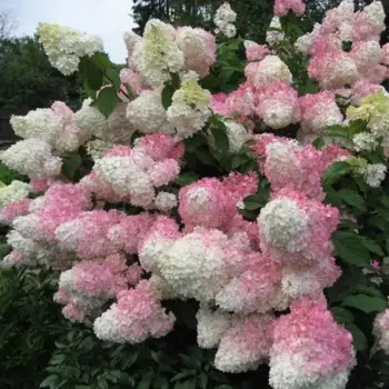 Гортензия метельчатая 35 h120 см