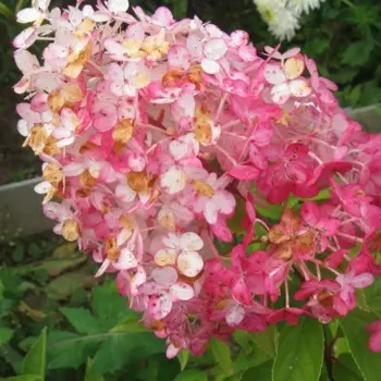 Гортензия метельчатая Ангел Блаш 15 h35 см