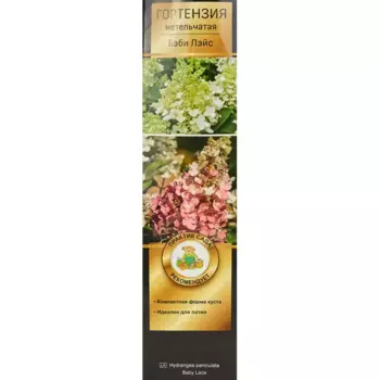 Гортензия метельчатая Бэби Лэйс h100 см