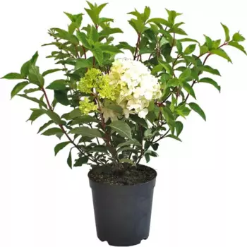Гортензия метельчатая Белль 15 h40 см