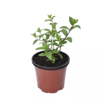 Гортензия метельчатая Биг Бен 15 h35 см