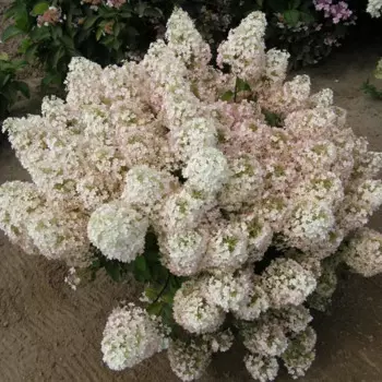 Гортензия метельчатая Бобо 14 h30 см
