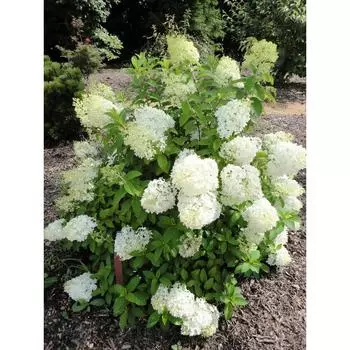 Гортензия метельчатая «Бобо» 15x20 см