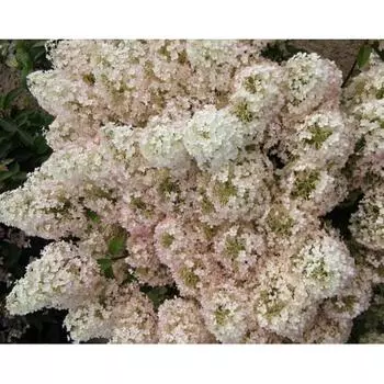 Гортензия метельчатая «Бобо» 17.5x30 см