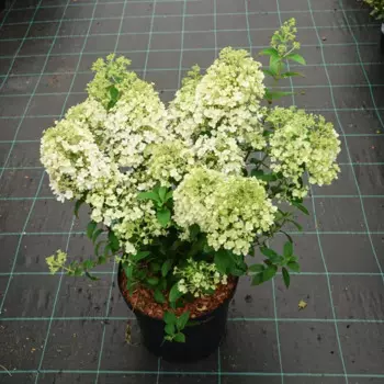 Гортензия метельчатая Бобо 19 h40 - 50 см