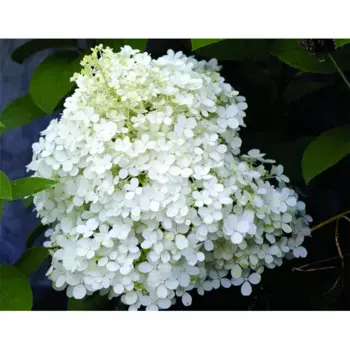 Гортензия метельчатая Бобо 22 h60 - 80 см