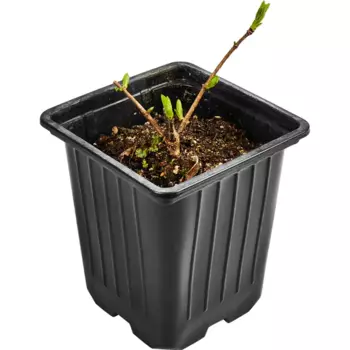 Гортензия метельчатая Бобо 9 h30 см