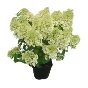 Гортензия метельчатая Бобо h50 - 60 см