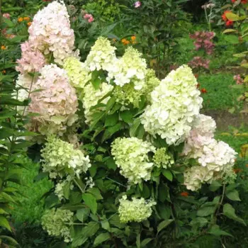 Гортензия метельчатая Бомбшелл 19 h30 см