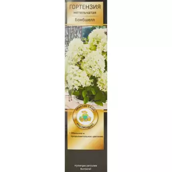 Гортензия метельчатая Бомбшелл 5 h35 см