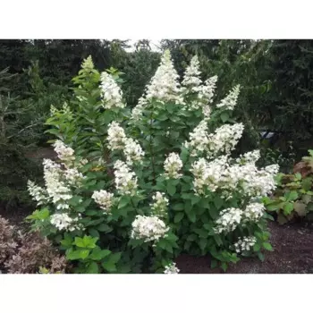 Гортензия метельчатая Брюссель Лейс 19 h30 см