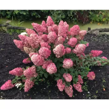 Гортензия метельчатая Даймонд Руж 15 h15 см