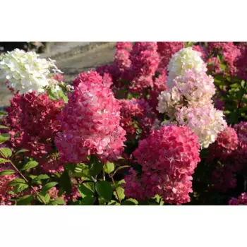 Гортензия метельчатая Даймонд Руж 30 h30 см