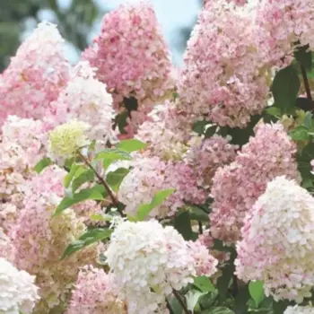 Гортензия метельчатая Диамантино 20 h30 см