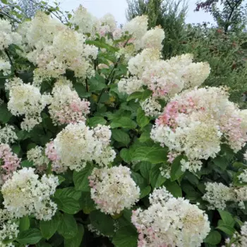 Гортензия метельчатая Долли 19 h40 - 60 см